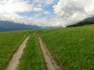 viele Kräuter findet man auf den Feldern rund um Innsbruck