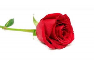 Klischee hoch zehn: eine rote Rose als Erkennungszeichen
