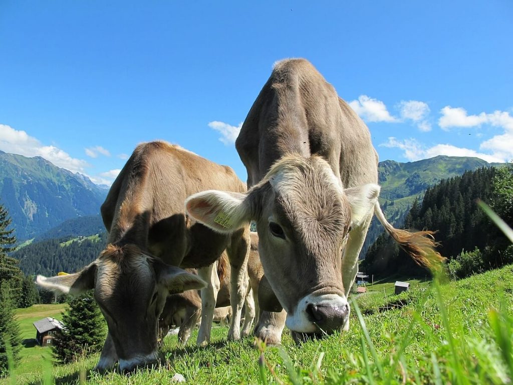 Eine Almidylle, wie sie in Tirol noch zu finden ist. Wer das so behalten will, muss auch heimisches Fleisch beim Metzger kaufen.