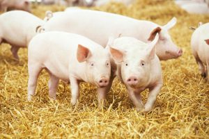 Unter Kennern gilt das Gustino Fleisch als das vielleicht beste Schweinefleisch Österreichs