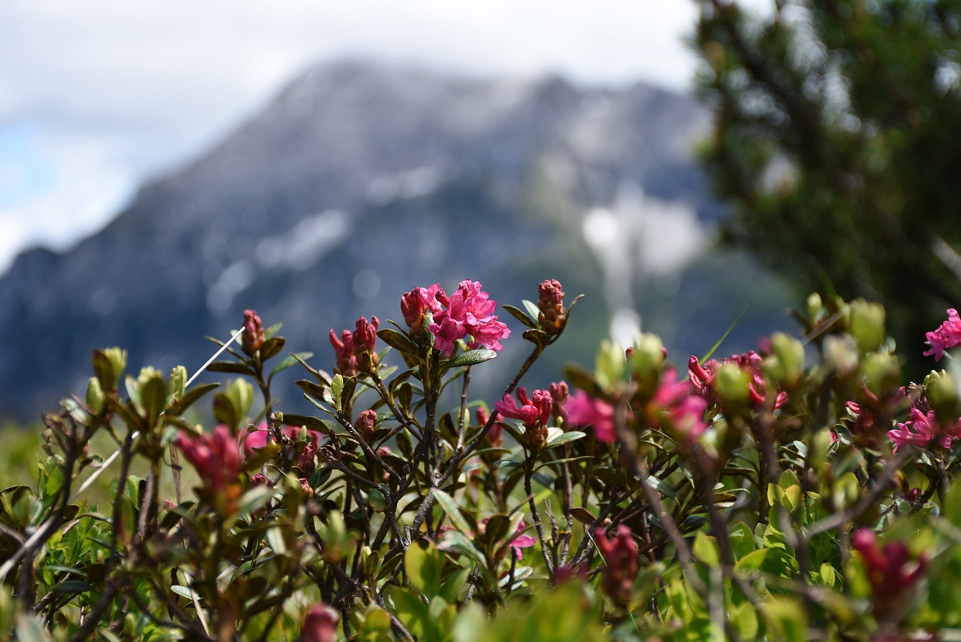 Eine Bergtour ist ein Erlebnis für sie und ihn. Die Alpenröschen blühen heuer besonders schön.